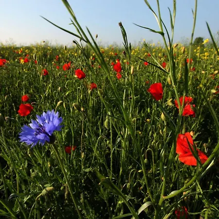Haus Im Apfelgarten 2