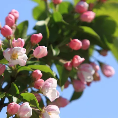 Casa de Férias Haus Im Apfelgarten 2 Fehmarn